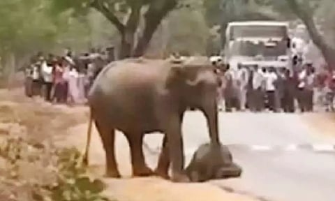 Elephant calf killed in tiger attack; distraught jumbo refuses to leave baby's corpse
