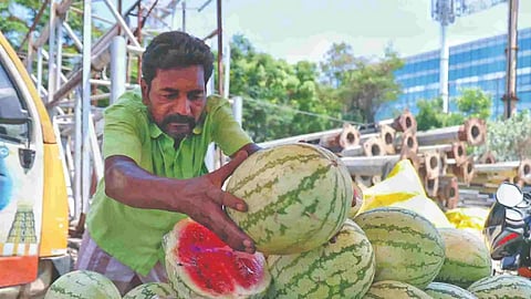 Watermelons are most sought-after this summer, but prices have been soaring every day like the mercury (Photo/Justin George)