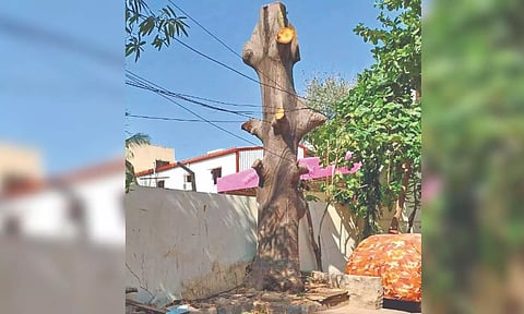 Just the stump remaining of the tree
