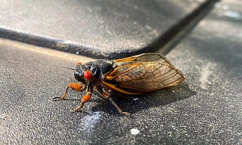 cicadas&nbsp;&nbsp;