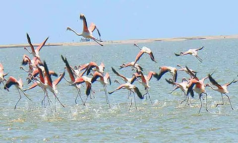 &nbsp;Pulicat bird sanctuary