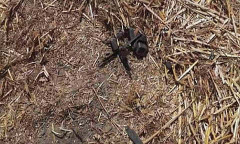 Visual pf the recovered drone (ANI)