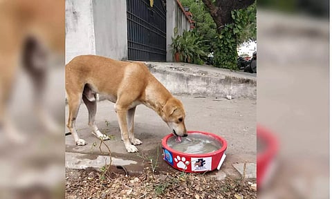 A stray dog quenching its thirst&nbsp;