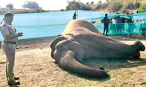A makhna (tuskless male) elephant died of electrocution near Denkanikottai in Krishnagiri&nbsp;