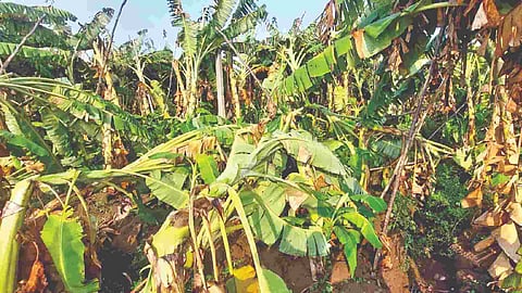 Damaged plantain trees in Anthanallur, Tiruchy, on Saturday