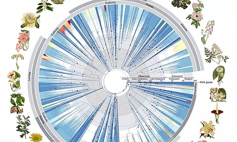 A New Tree of Flowering Plants? For Spring? Groundbreaking