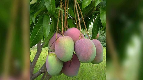 Ripen Mangoes