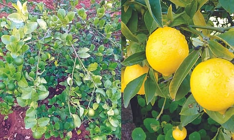 A prolonged dry spell has hit lemon farmers in Puliangudi, Tenkasi district
