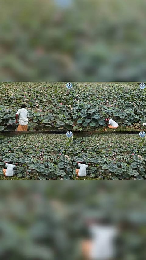 Man picks lotuses from pond in TN's Padianallur village