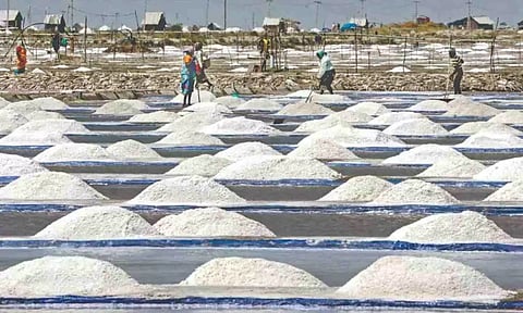 Workers collecting salt from a pan in Thoothukudi (File)