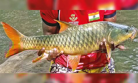 The Tiger of the Cauvery caught in Moyar, one of the last strongholds for the hump-backed mahseer