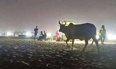 Stray cattle roaming around in the Marina beach
