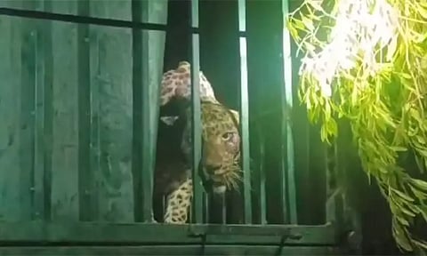 Forest Department traps leopard in Papanasam