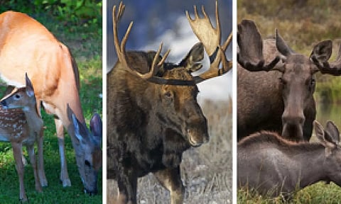 Representative Image (IANS)