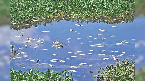 Dead fish in Nanjarayan Tank in Tirupur