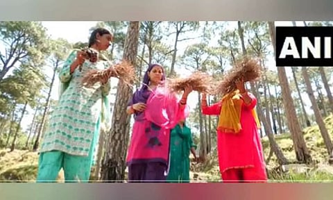 Locals collecting pine needles from a forest (Photo/ANI)
