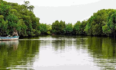 Pichavaram mangrove forest (file photo)