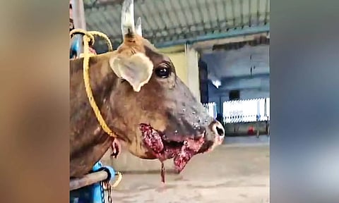 Durga’s jaw before surgery