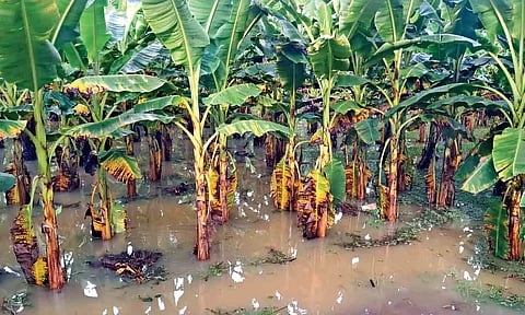 The inundated plantain farm at Kappiyarai village in Kanniyakumari district on Saturday