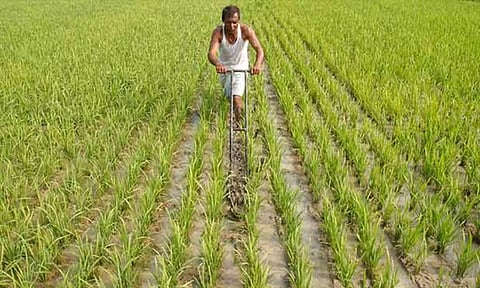 Farmer in paddy field