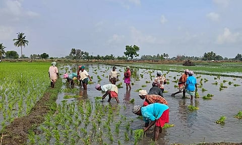 Cultivation going on in full swing in Thanjavur