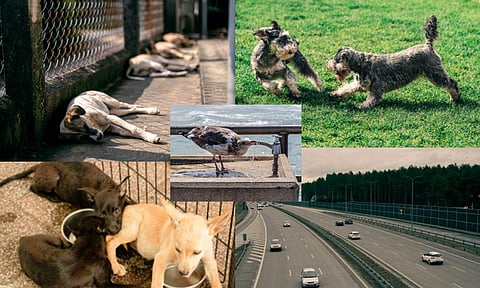 Representative Image (Photo/ANI)