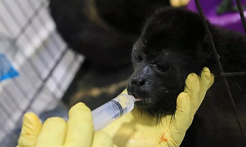 A veterinarian feeds a young howler monkey rescued amid extremely high temperatures in Tecolutilla (AP)