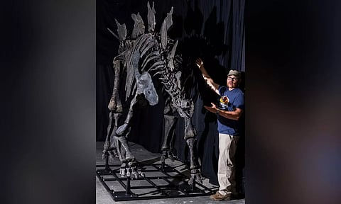 Fossile Fuelled: Apex, the Largest Stegosaurus Fossil Ever Found, Heads to Auction