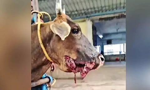 Durga’s jaw before surgery