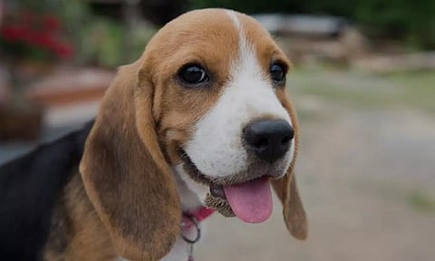 Dog undergoes non-invasive heart surgery at Delhi vet hospital (PTI)