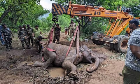 Coimbatore foresters lifted ailing mother elephant by crane (X: @supriyasahuias)