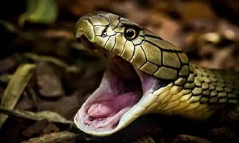 Representative image (Credit: Unsplash)