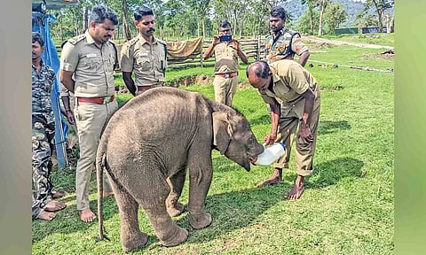 The rescued baby elephant at Theppakadu camp in The Nilgiris
