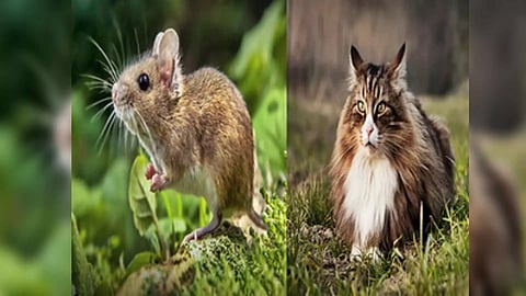 Representative Image (Photo/IANS)