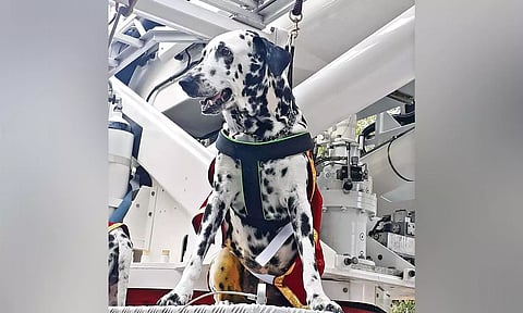 Xena, the Dalmatian fire dog