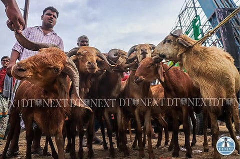 Vendors selling their goats for Eid-Ul-Adha (Photo: Hemanathan M)