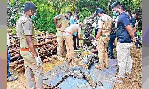 Forest officials examine the carcass of the tiger in Sirumugai