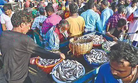 The fish market at Kasimedu was abuzz with sales on Sunday (Photo: Hemanathan.M)