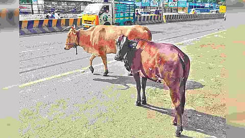 Representative image