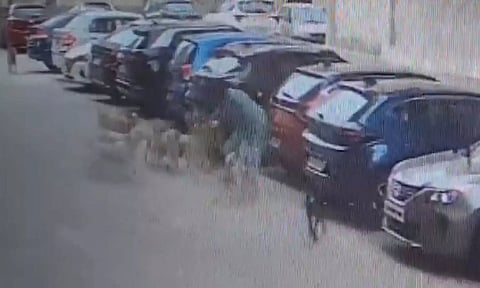 Screengrab of the dogs attacking the woman