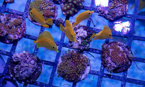 Representative Image&nbsp;