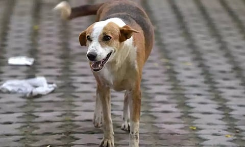 Representative Image&nbsp;