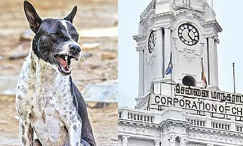(l-R) A Stray dog, Greater Chennai Corporation&nbsp;