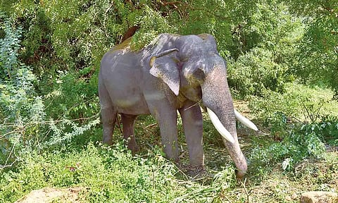 Representative Image