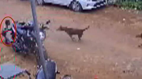 A pack of stray dogs seemingly on hunting mode attacked, mauled a child (Photo/Thanthi TV)