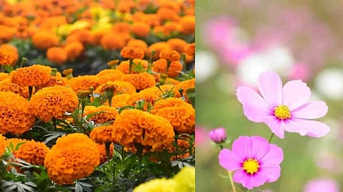 &nbsp;Rainy-season flowers (Photo/ANI)