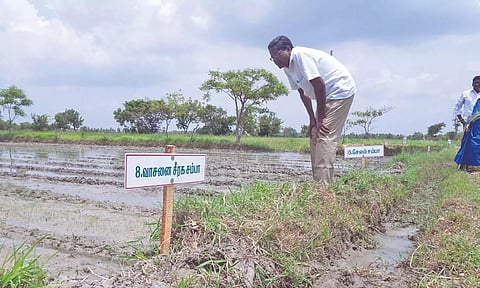 Traditional paddy cultivation at a farm in the Delta region