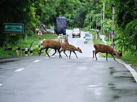 A herd of deer in Kaziranga National Park (File photo/ANI)