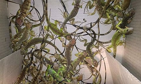 Seized iguanas