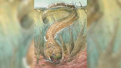 This Bigheaded Fossil Turned Up in a Place No One Expected to Find It